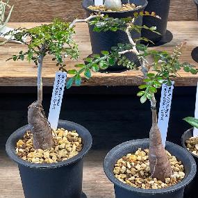 水耕栽培・室内園芸の専門店 Tree people |